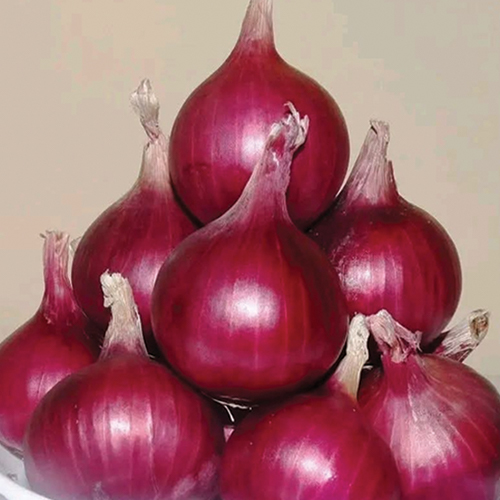 Onion Research Sukhsagar seed variety